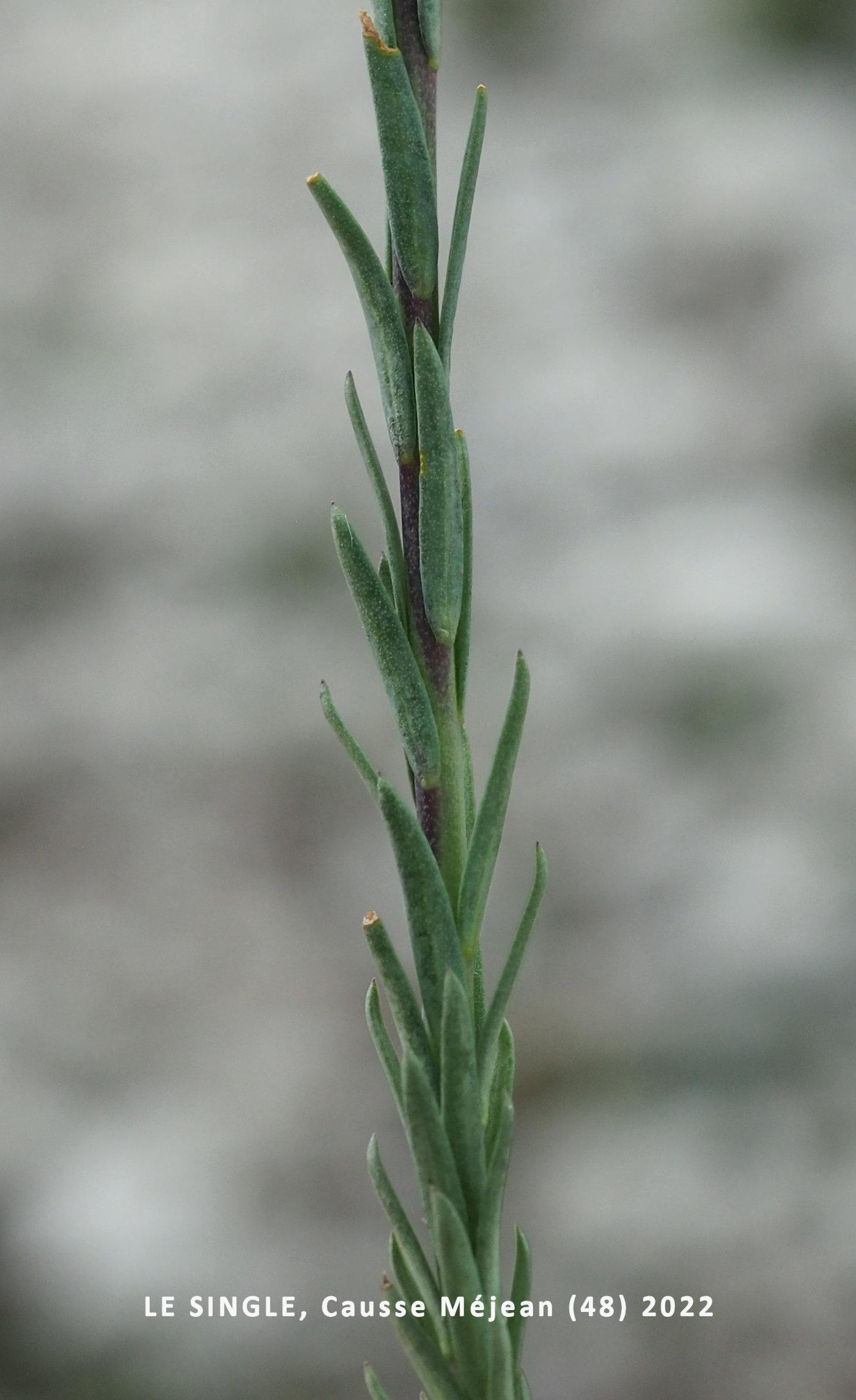 Flax, French leaf